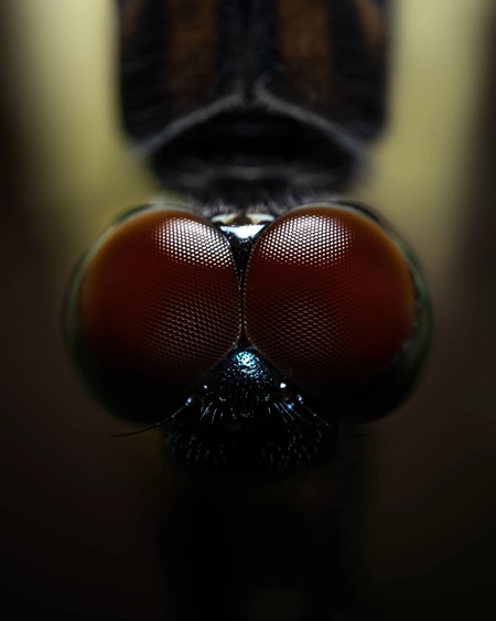 On-the-fly collections with Reducibles